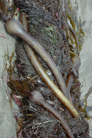 Moonstone Beach 046.jpg